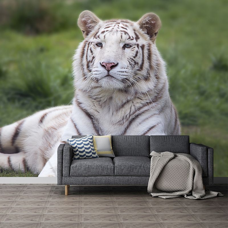 Contemporary Tiger Animal Wall Paper Murals for Home Moisture Resistant, Personalised Size