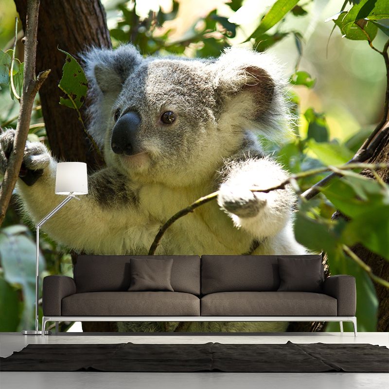 Koala Animals Mural Wallpaper Water Resistant Wall Decor for Living Room