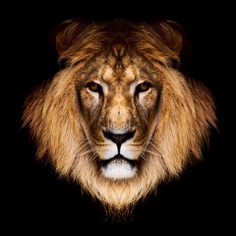 Brown Male Lion Head Mural Wallpaper Stain-Resistant Modern Living Room Wall Covering