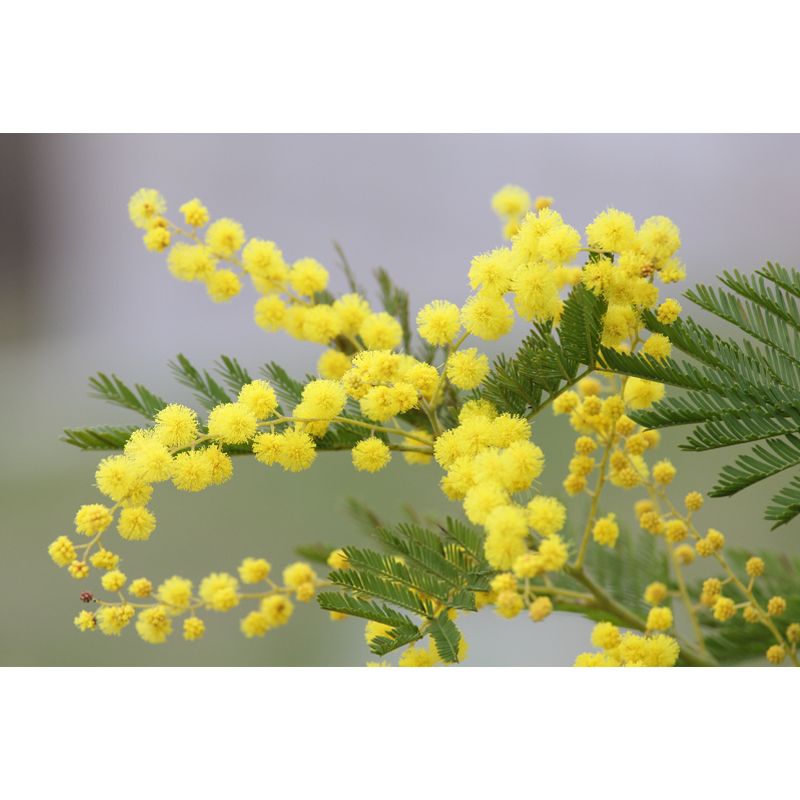 Yellow Mimosa Wall Covering Stain Resistant Living Room Simple Wall Decor