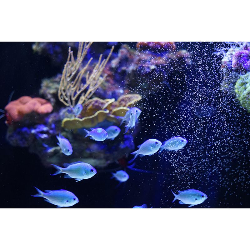 Customized Photography Seabed Wall Mural Eco-friendly Wallpaper Wall Art