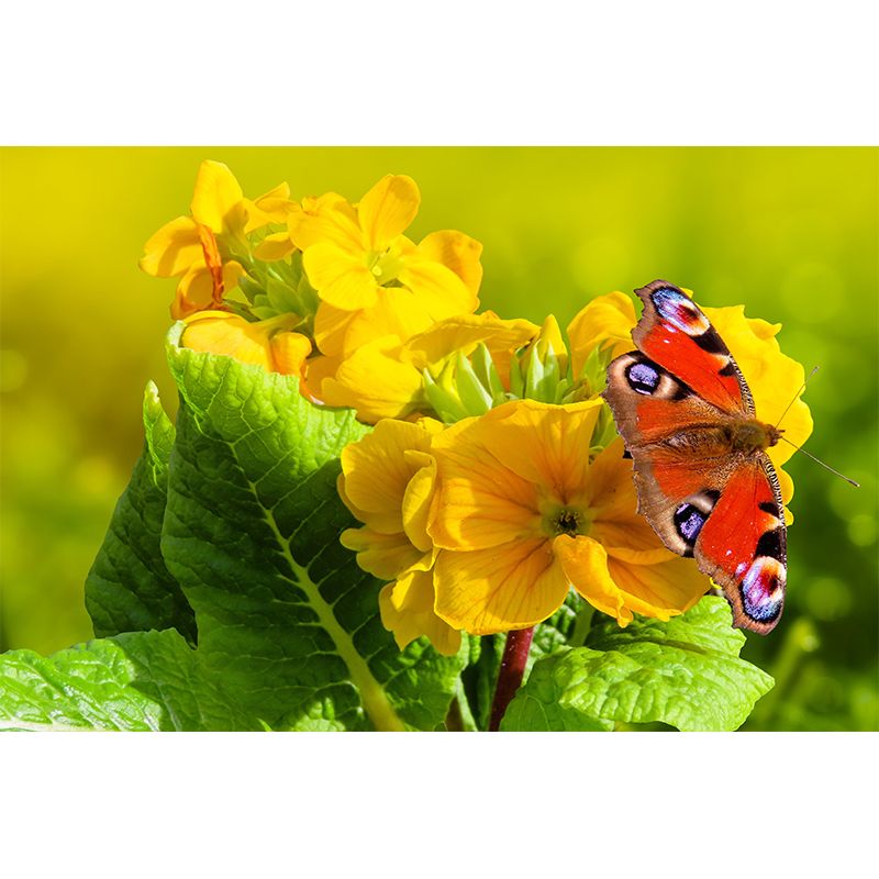 Contemporary Blooming Primrose Mural Wallpaper Environmental for Bedroom