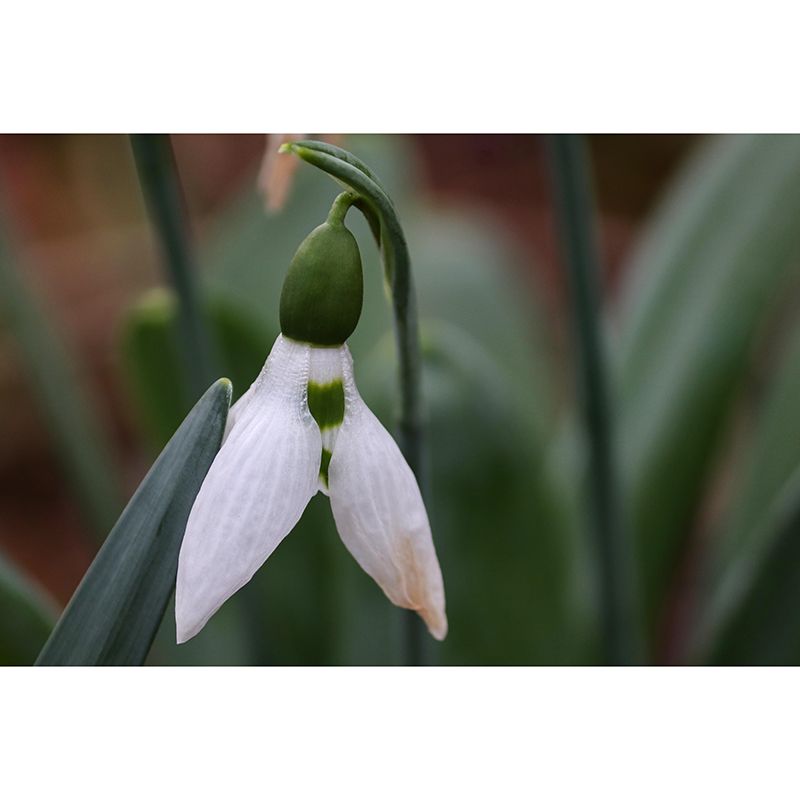 Modern Snowdrop Mural Wallpaper Stain Resistant Wall Covering for Living Room