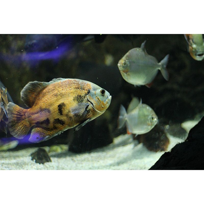 Beautiful Undersea World Mural Decal for Indoor Decor, Custom Size Available