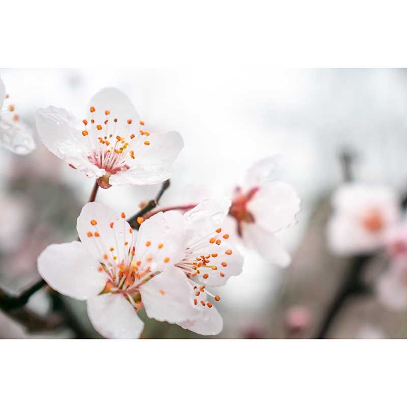 Chinese Style Blossom Flowers Wall Decals Waterproofing Mural, Custom Size