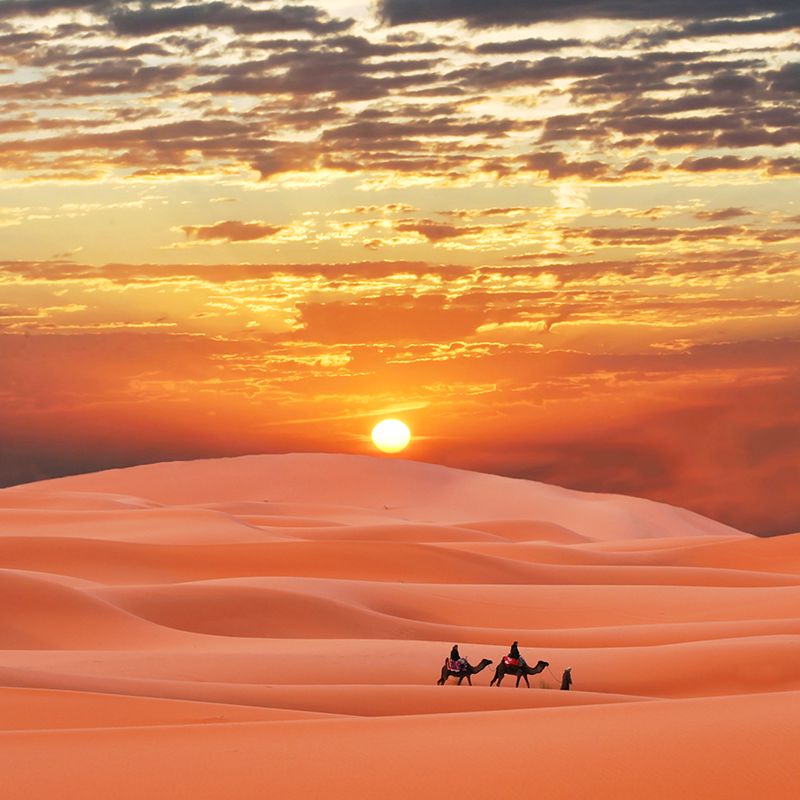 Custom Photo Print Modern Mural with Ship of the Desert Camel Pattern in Nature Color