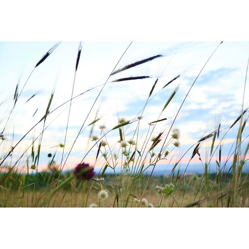 Grass Plants Wall Mural Water Resistant Wall Decor for Bedroom, Custom Size Available