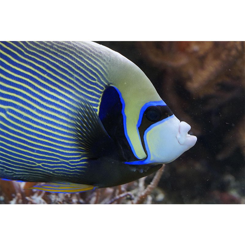 Seabed Wall Mural Wallpaper Tropical Beach Style Mildew Resistant for Wall Decor