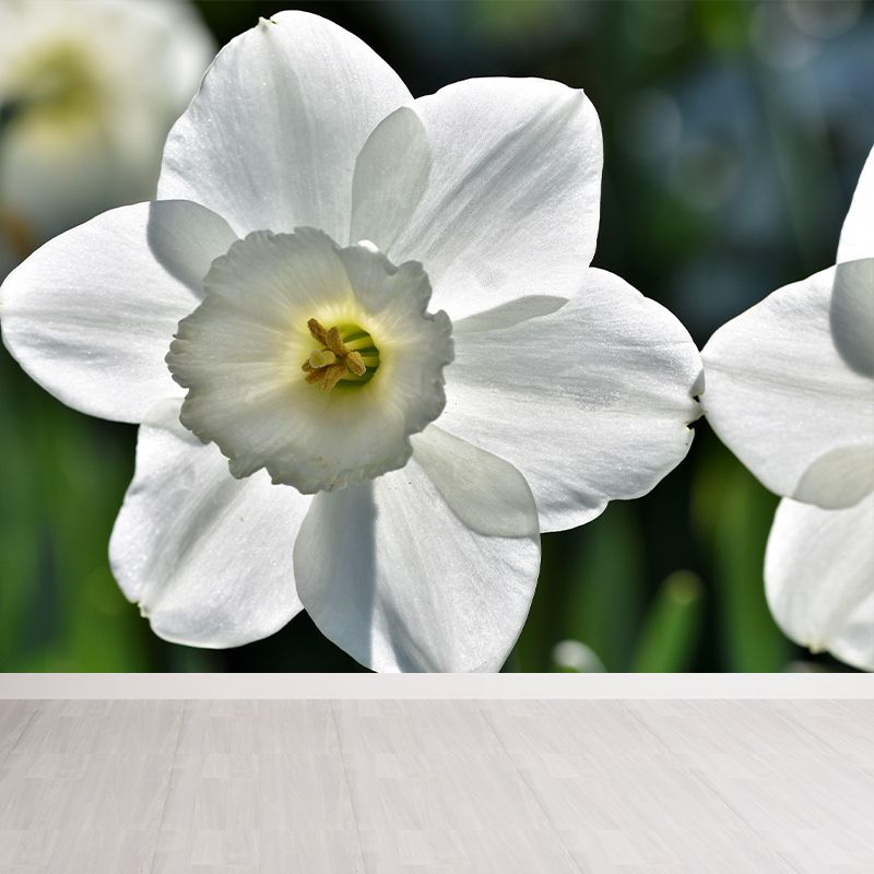 Daffodil Flower Wall Mural Photography Horizontal Modern Living Room Wall Covering