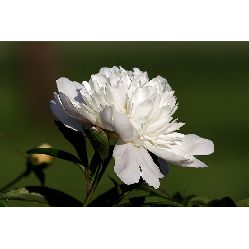 Delicate Peony Houses Mural Decal for Girls' Bedroom, Moisture Resistant