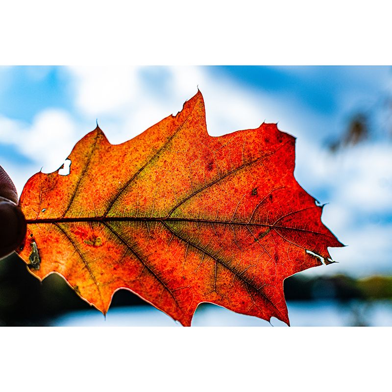 Leaf Wall Paper Murals Moisture Resistant Home Decorations for Bedroom Living Room