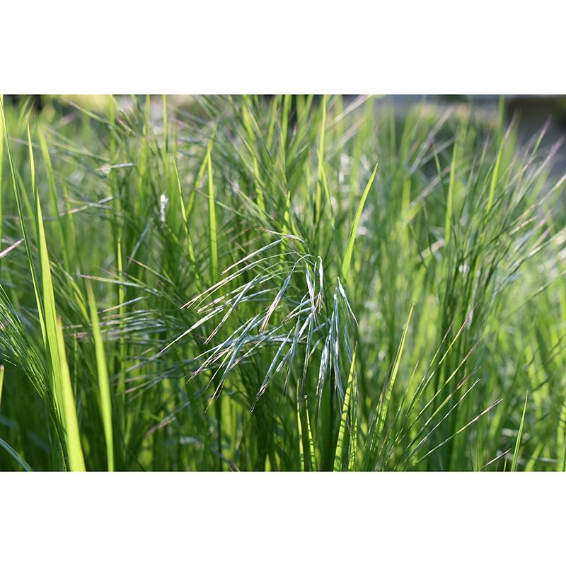 Grass Mural Modern Murals Wallpaper for Living Room Moisture Resistant, Custom Size Available