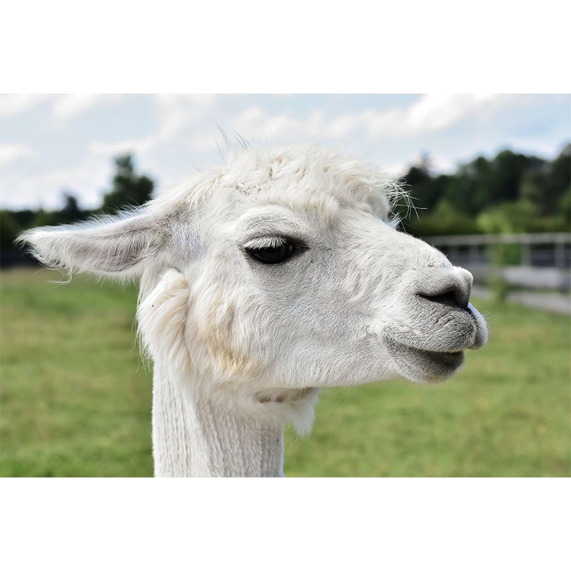 Alpaca Animal Wall Mural for Living Room, Moisture Resistant, Made to Measure