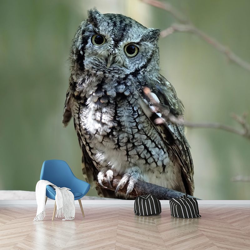 Horizontal Photography Owl Wall Mural Decorative Mildew Resistant for Living Room