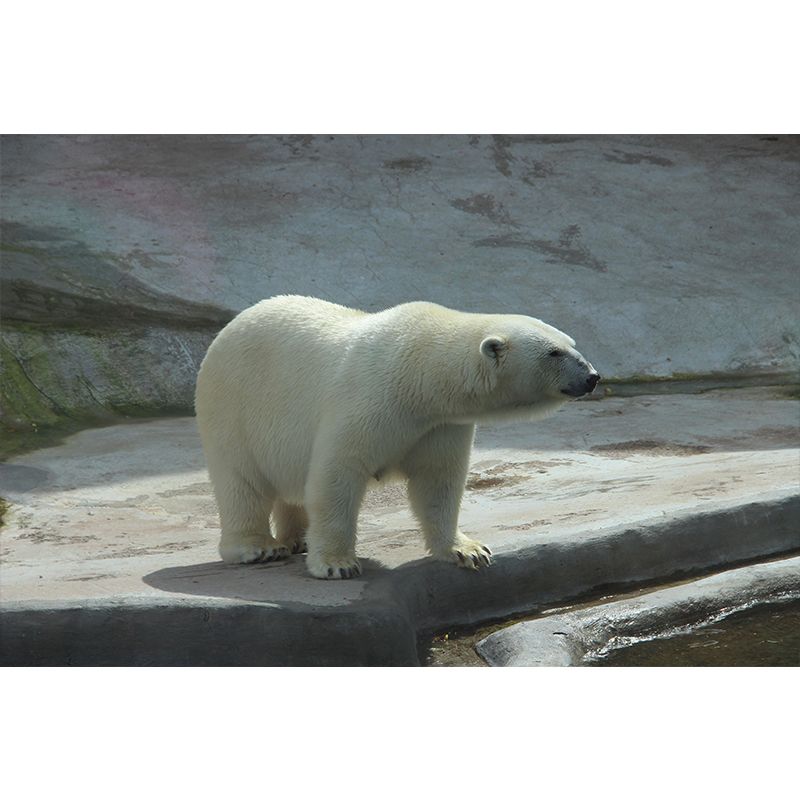 Photography Mural Wall Decor Polar Bear Mildew Resistant Living Room Wall Mural Wall Art