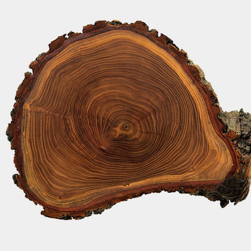 Ladder Bookshelf Modern Walnut Bookcase with 4-shelf for Home Office