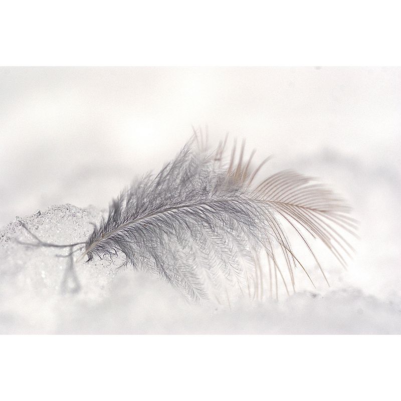 Decorative Wall Mural Photography Feather Living Room Modern Mildew Resistant