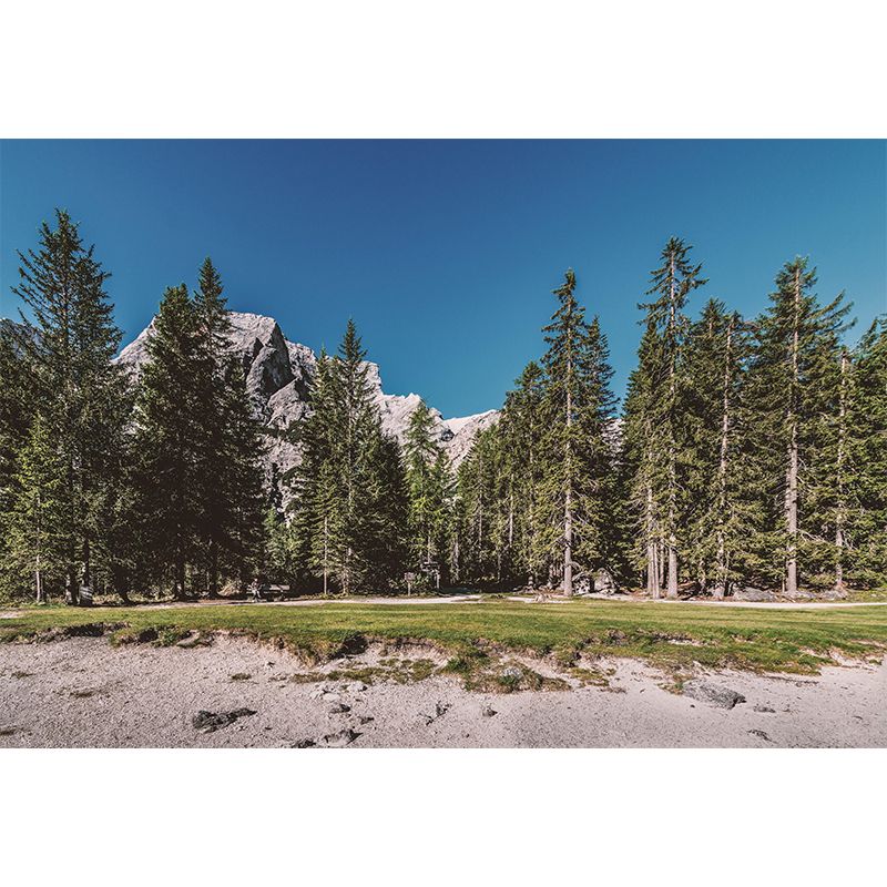 Nature Style Forest Wall Mural Wallpaper Photography Mildew Resistant for Home