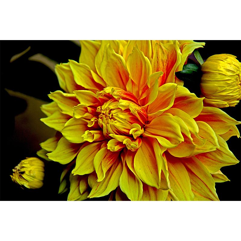 Dahlia Wall Covering for Accent Wall Water Resistant Mural, Custom Size Available