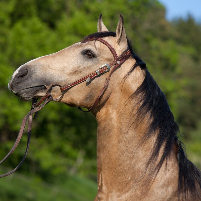 Large Tall Horse Mural Decal Contemporary Tameable Animals Wall Covering in Brown