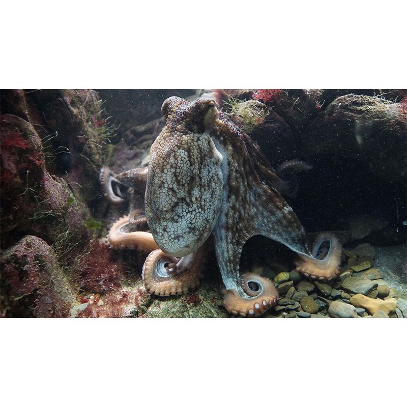 Pleasing Wall Mural Octopus Patterned Sitting Room Wall Mural