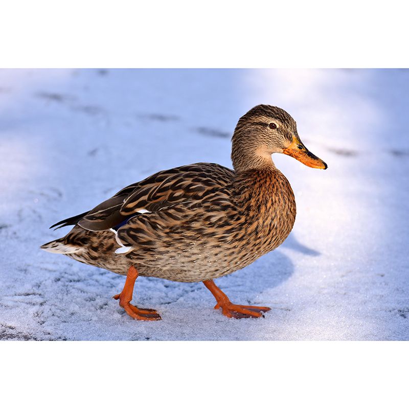 Customized Contemporary Duck Mural Mildew Resistant for Sitting Room Bedroom