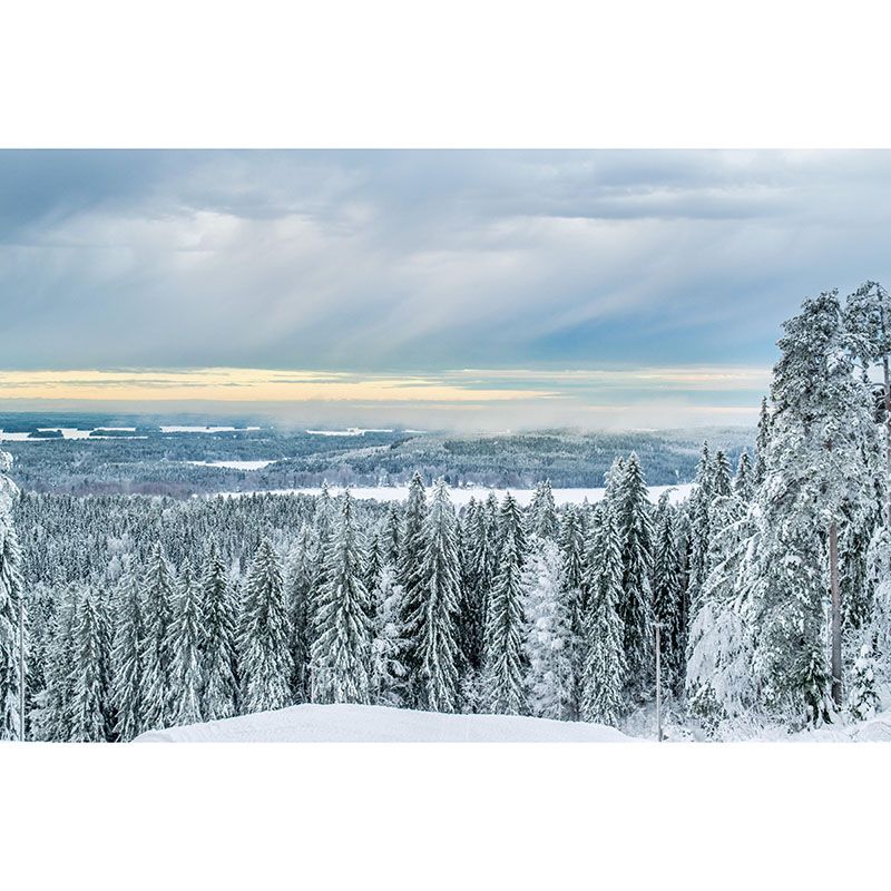 Snow Mountain Forest Mural Horizontal Photography Dining Room Wall Mural