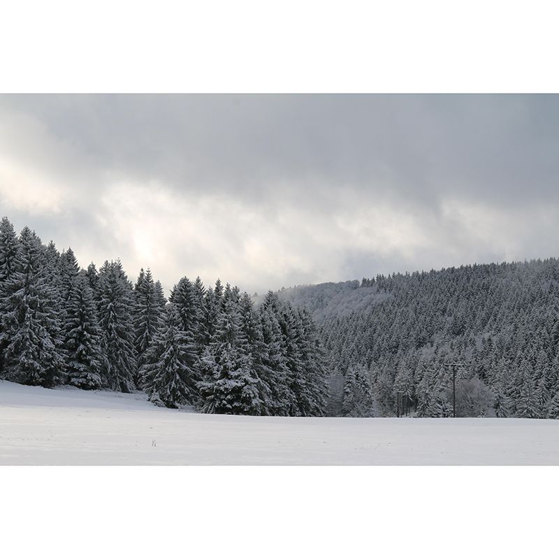 Beautiful Forest Mural Contemporary Photography Sleeping Room Wall Mural