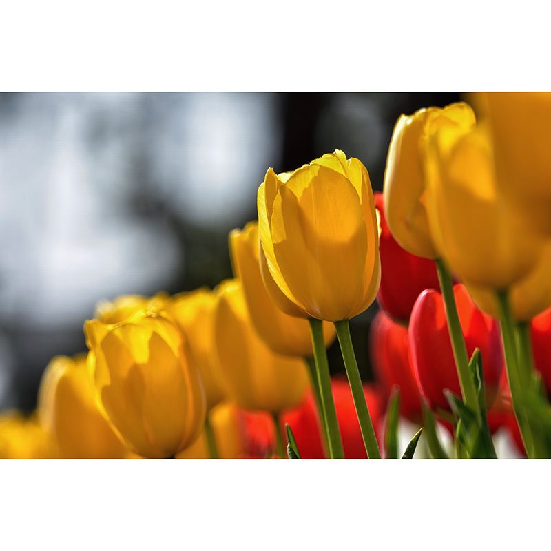 Tulip Flower Mural Wallpaper Minimalist Wall Decor, Customized Size Available