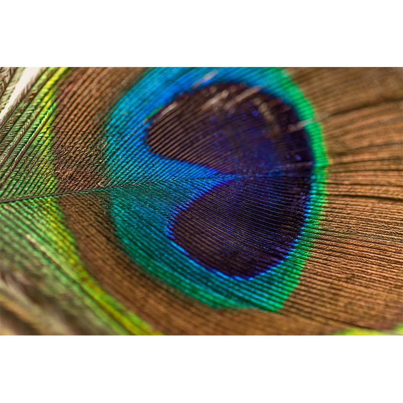 Peacock Feather Mural Wallpaper Mildew Resistant Wall Covering for Decoration