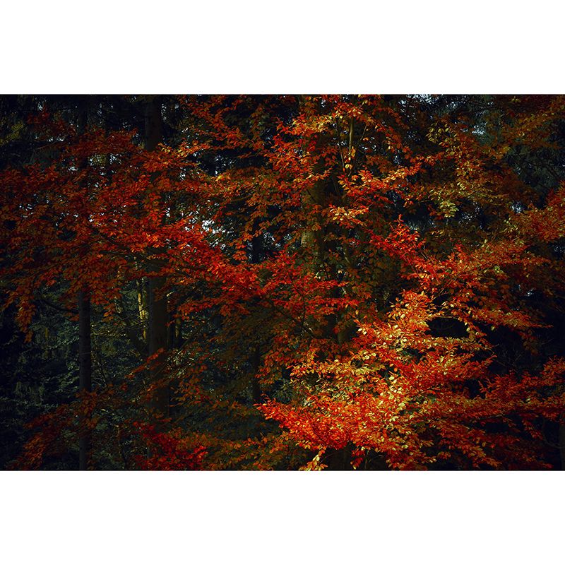 Forest Mural Wall Covering Decorative Mildew Resistant for Home Room