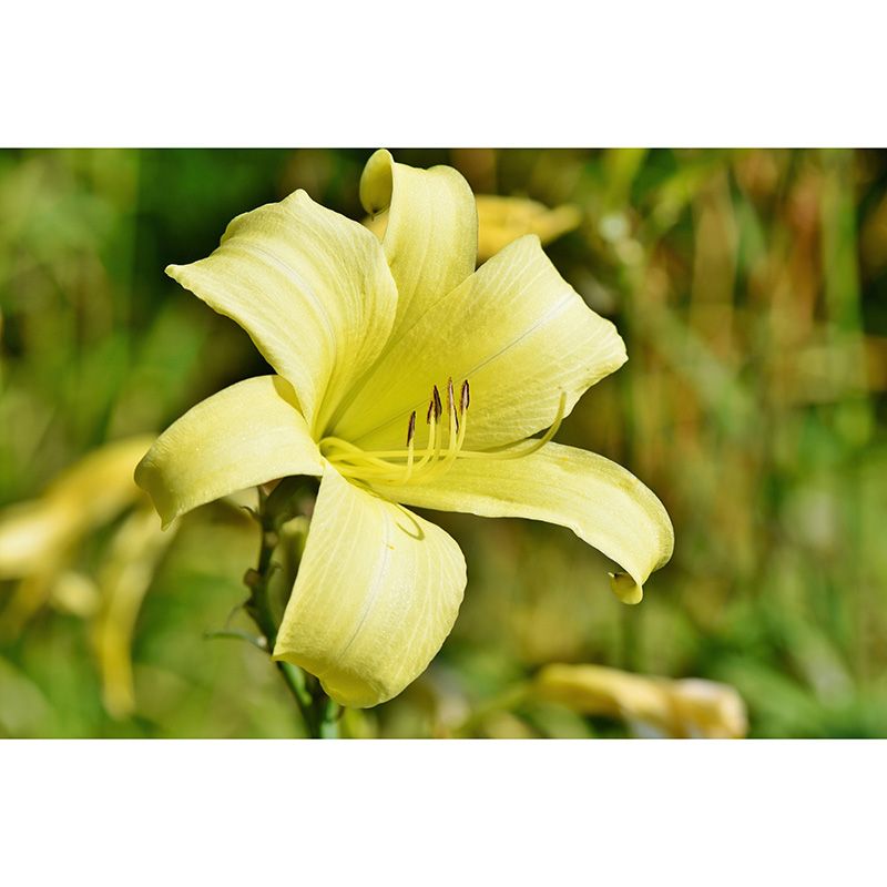 Modern Beautiful Lily Wall Mural Stain Resistant Wall Art for Living Room