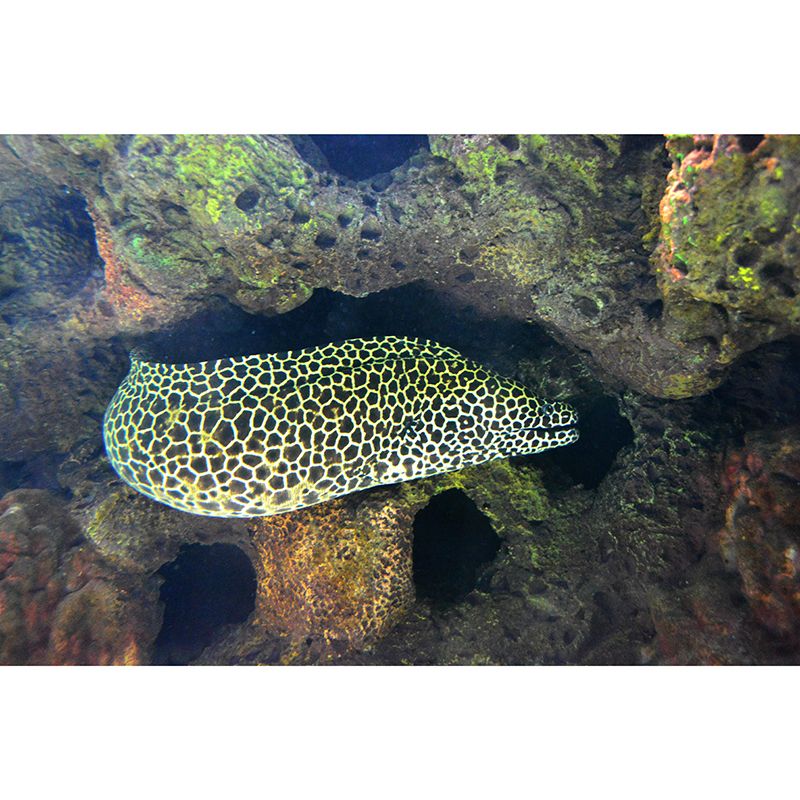 Photography Wall Mural Stain Resistant Environmental Bathroom Fish Wallpaper