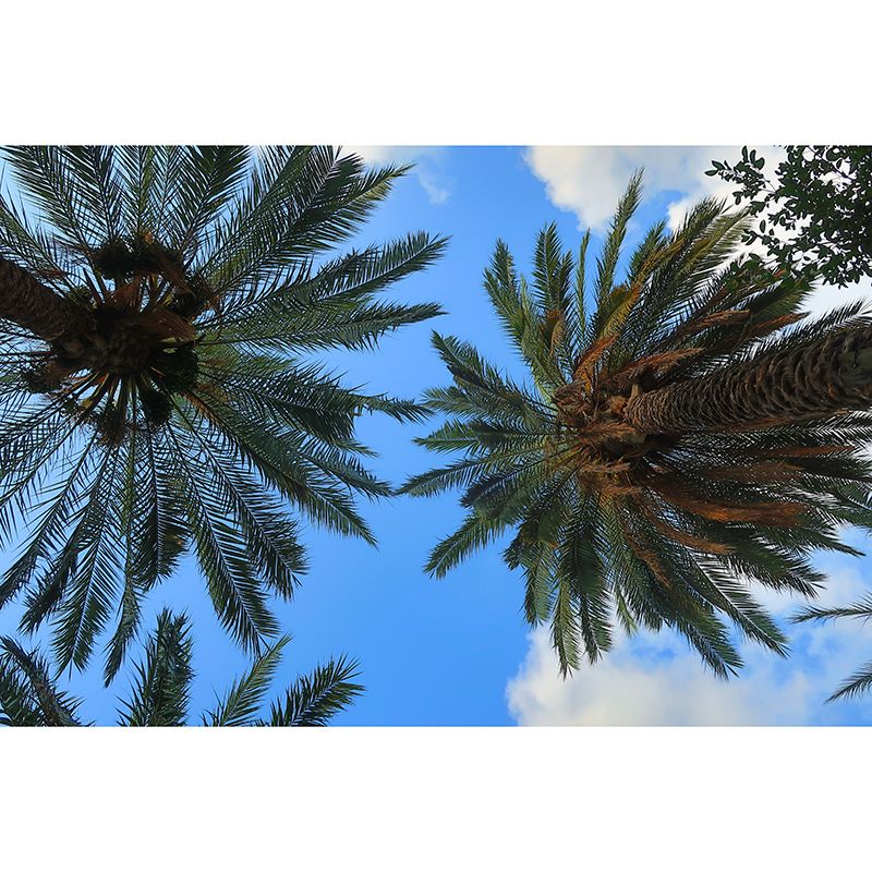 Palm Tree Murals Contemporary Girls' Bedroom Wall Decor, Personalized Size Available