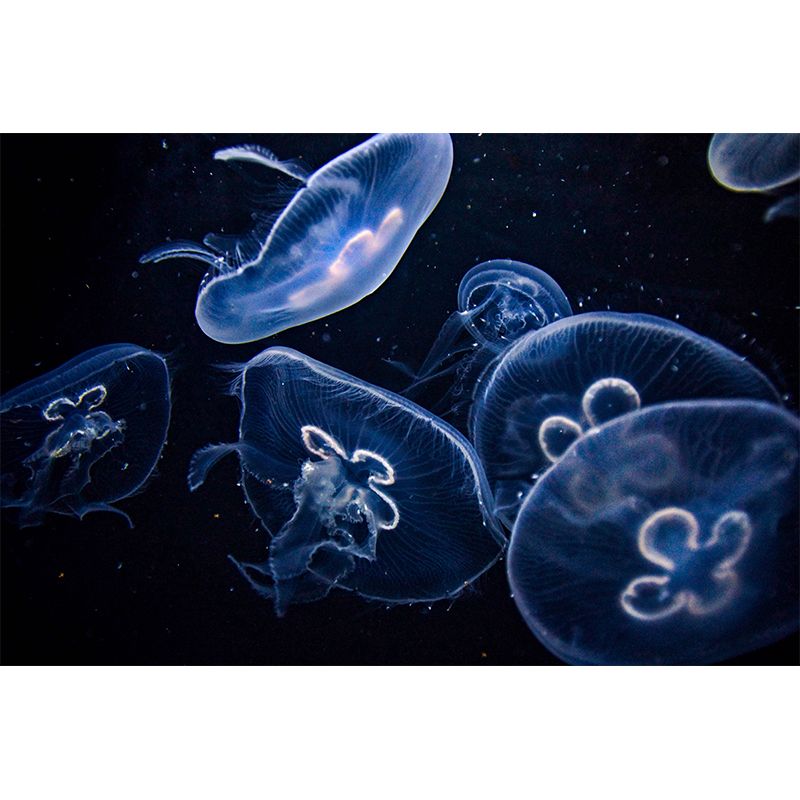 Blue Sea Creatures Mural Contemporary Wall Decor for Sleeping Room, Water Resistant