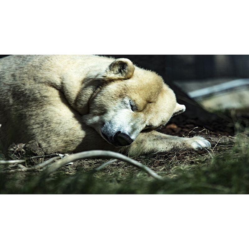 Polar Bear Mural Wallpaper Mildew Resistant Wall Covering for House Interior