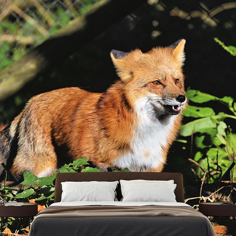 Customized Red Fox Wall Mural Horizontal Photography for Sleeping Room Decoration