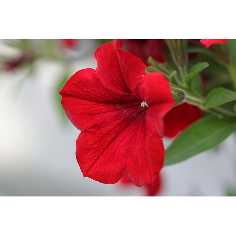 Contemporary Blooming Petunia Mural Wallpaper Environmental for Bedroom