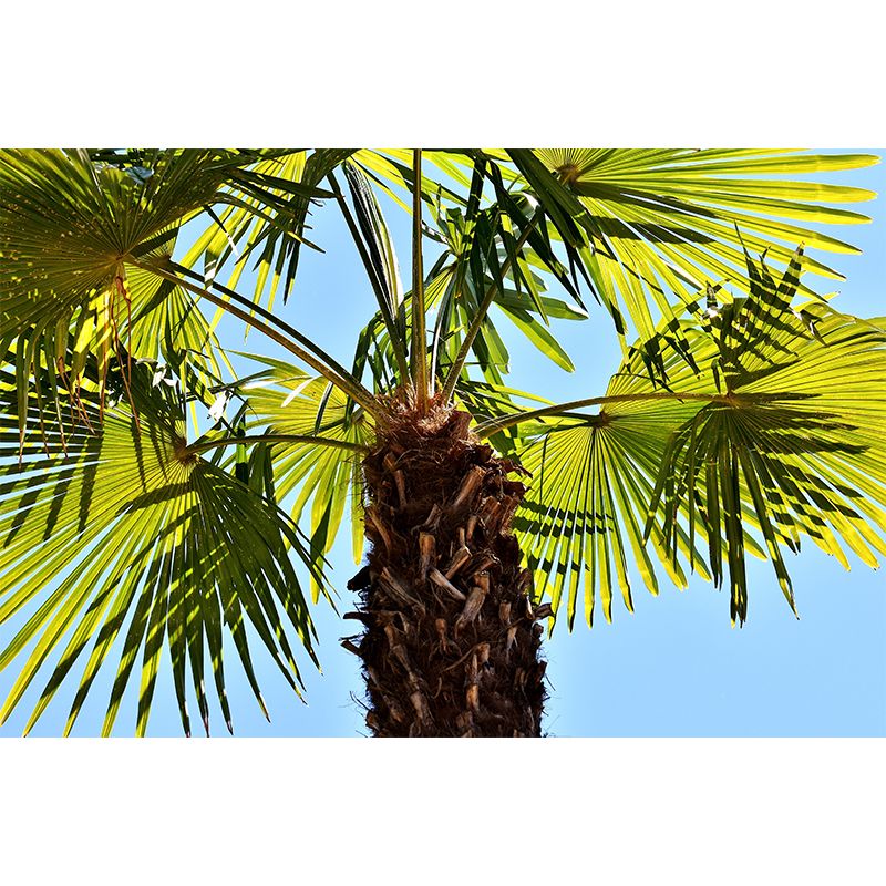 Tropical Palm Tree Personalized Size Wall Covering for Sitting Room Bedroom