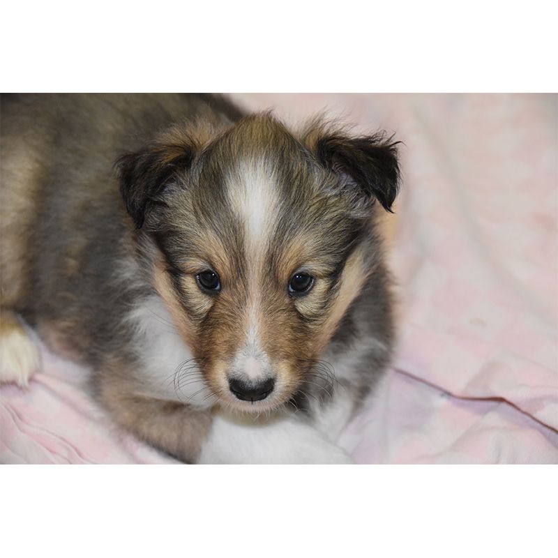 Cute Dog Mural Decal for Living Room Animals Waterproof Wall Art, Custom Made