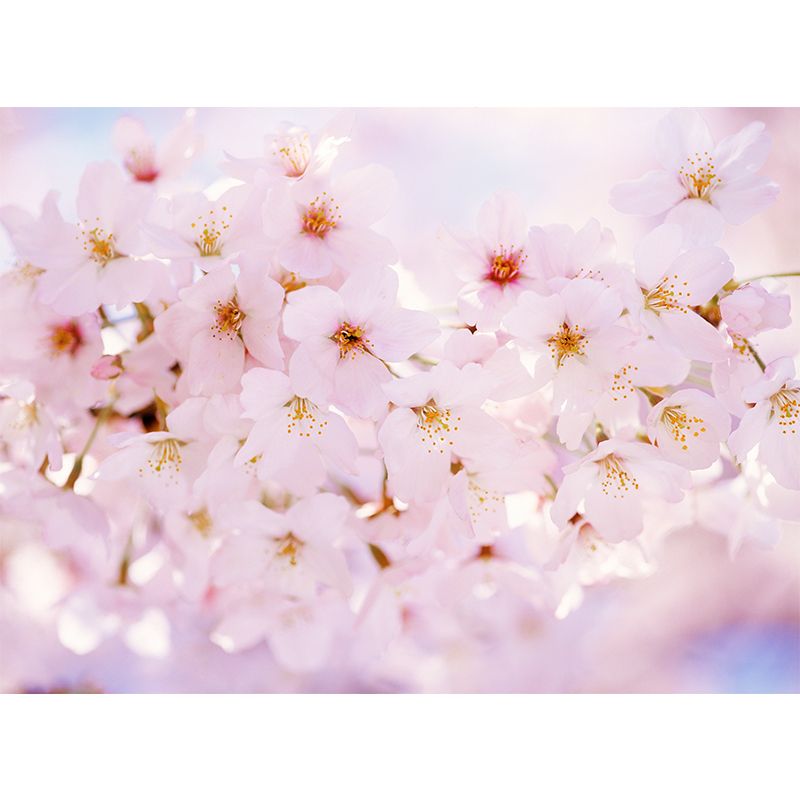 Pink Cherry Petal Mural Wallpaper Flower Contemporary Stain Resistant Wall Decor