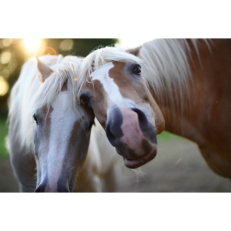 Modern Horse Mural Wallpaper Moisture Resistant Living Room Wall Covering