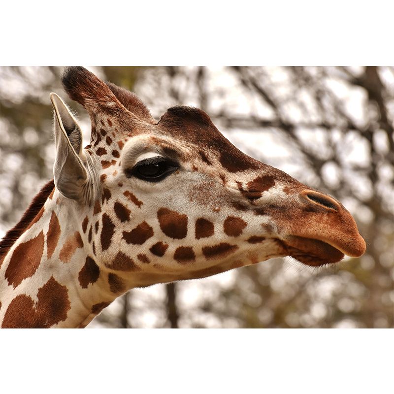 Cute Giraffe Wallpaper Mural Decal Customized Modern Wall Covering for Bedroom