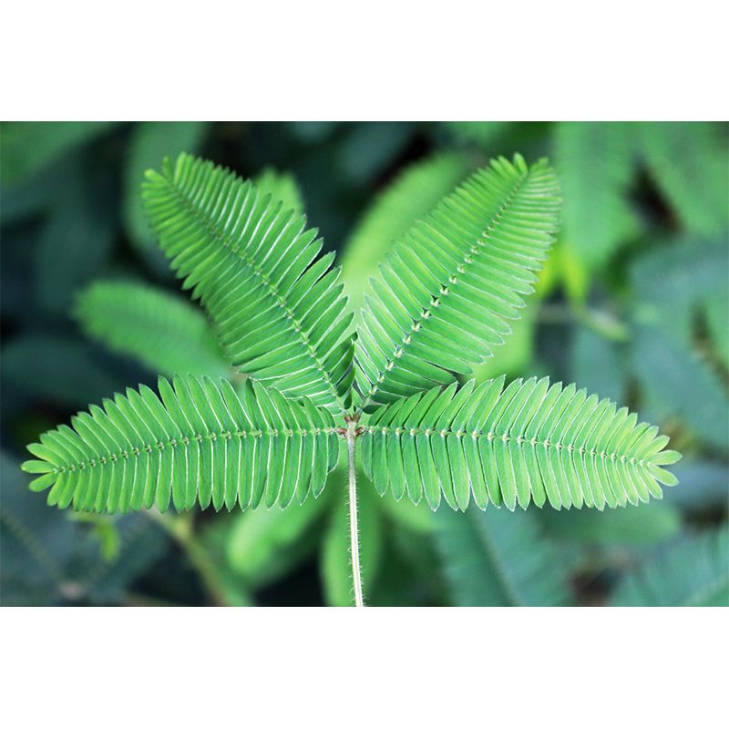 Exquisite Wall Mural Tropical Plant Leaf Print Sitting Room Wall Mural