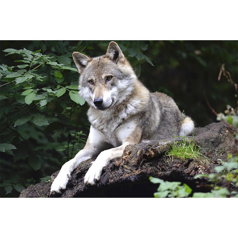 Contemporary Style Wolf Mural Eco-friendly Wallpaper Wall Covering for Sitting Room