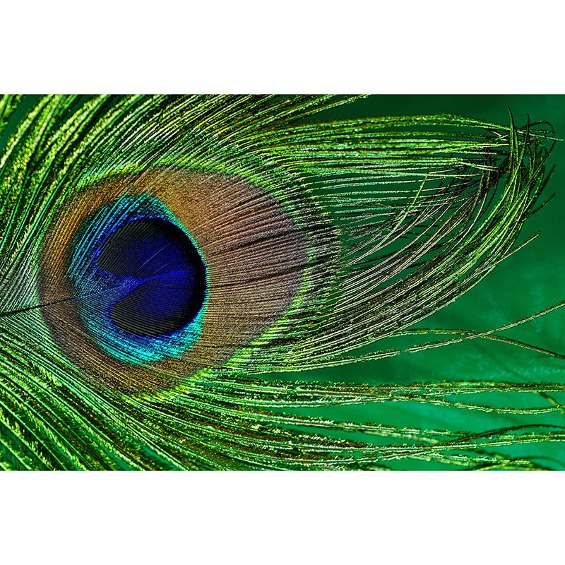 Pleasing Wall Mural Peacock Feather Print Living Room Wall Mural