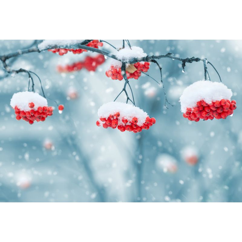 Blue-Red Modern Wallpaper Mural Whole Cherry-Like Fruit Covered with Snow Wall Decor for Home