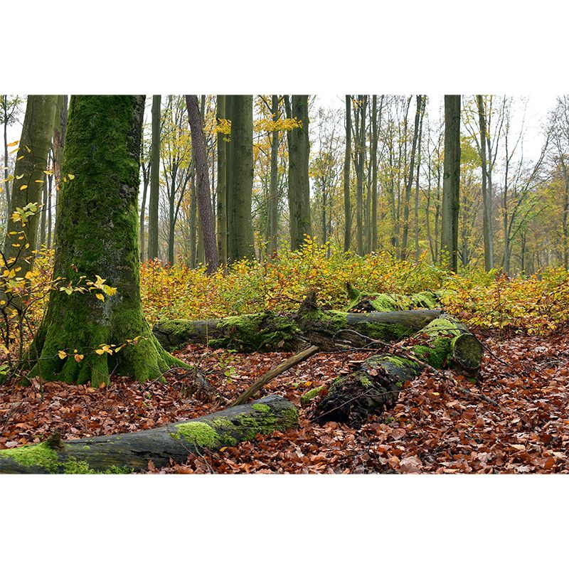 Forest Photo Mural Wallpaper for Living Room Decor, Custom Size Available