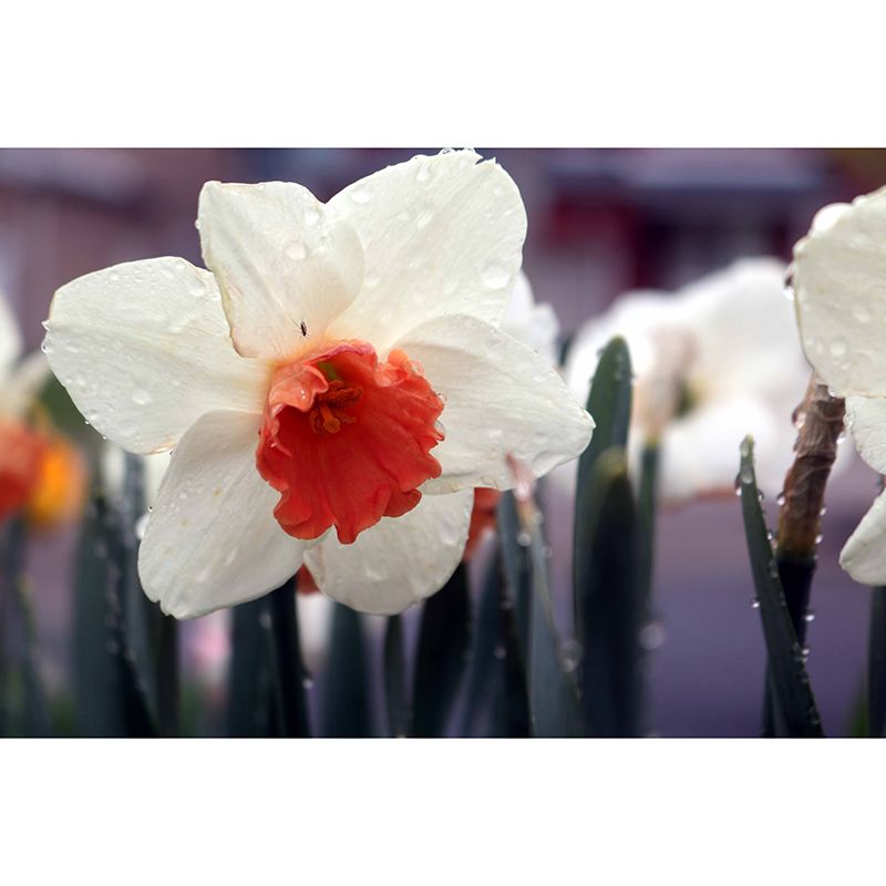 White Daffodil Mural Decal Waterproofing Wall Covering for Living Room, Custom Size