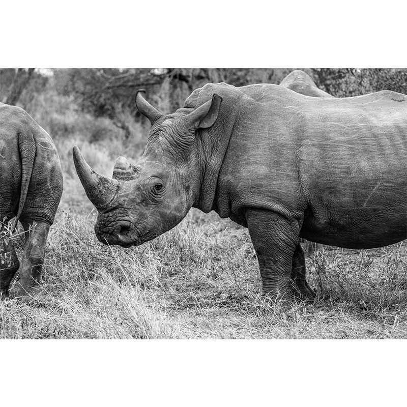 Contemporary Style Rhino Mural Eco-friendly Wallpaper Wall Covering for Sitting Room